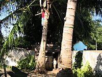 ella auf der palme.jpg ella auf der palme.jpg