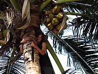 ella auf der palme.jpg ella auf der palme.jpg