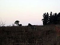 wildlife.jpg wildlife.jpg
