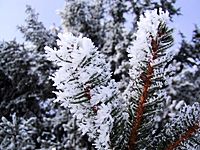 Bild1683.JPG