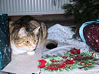 Bild1734.JPG