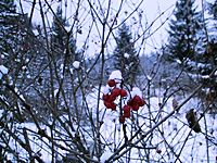 Bild1789.JPG