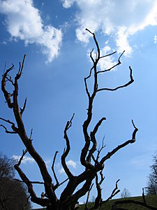 Baum am starnberger see