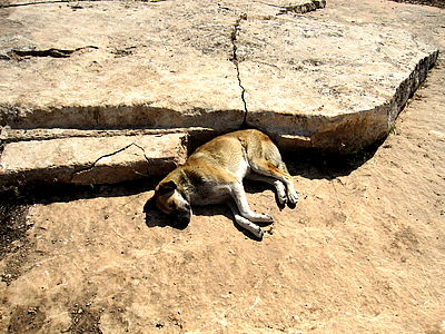 Göbekli tepe Dog