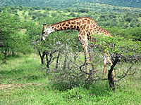 Giraffe.jpg