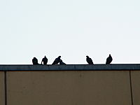 DSC04258.JPG